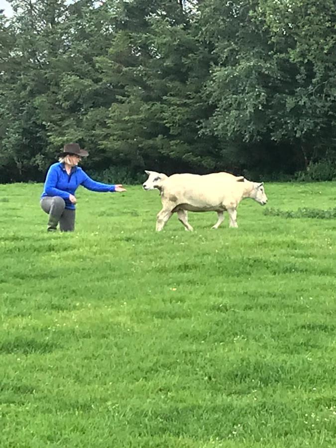 The Snuggly Sheep Shepherd Hut Farm Stay Ballyshannon Exterior foto