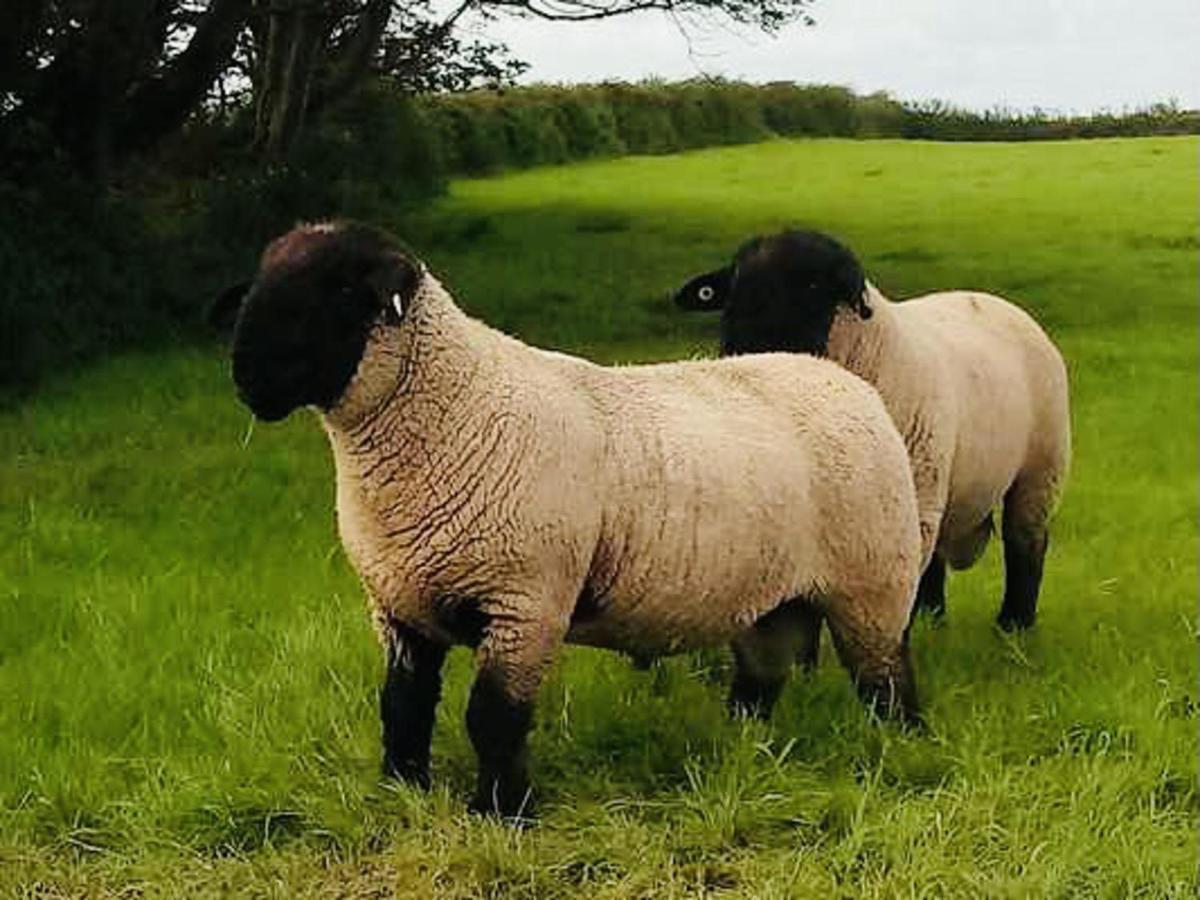 The Snuggly Sheep Shepherd Hut Farm Stay Ballyshannon Exterior foto