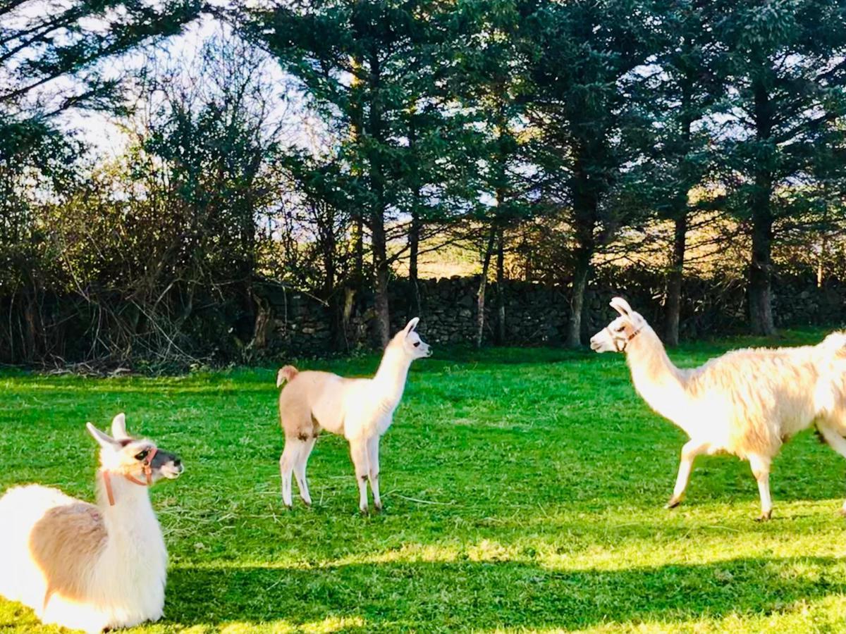 The Snuggly Sheep Shepherd Hut Farm Stay Ballyshannon Exterior foto